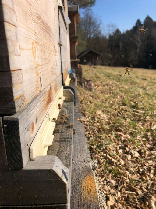 Reger Flugbetrieb am Bienenstand