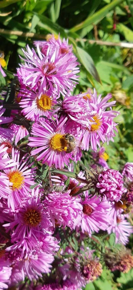 Die letzten Herbstblumen Bild 1