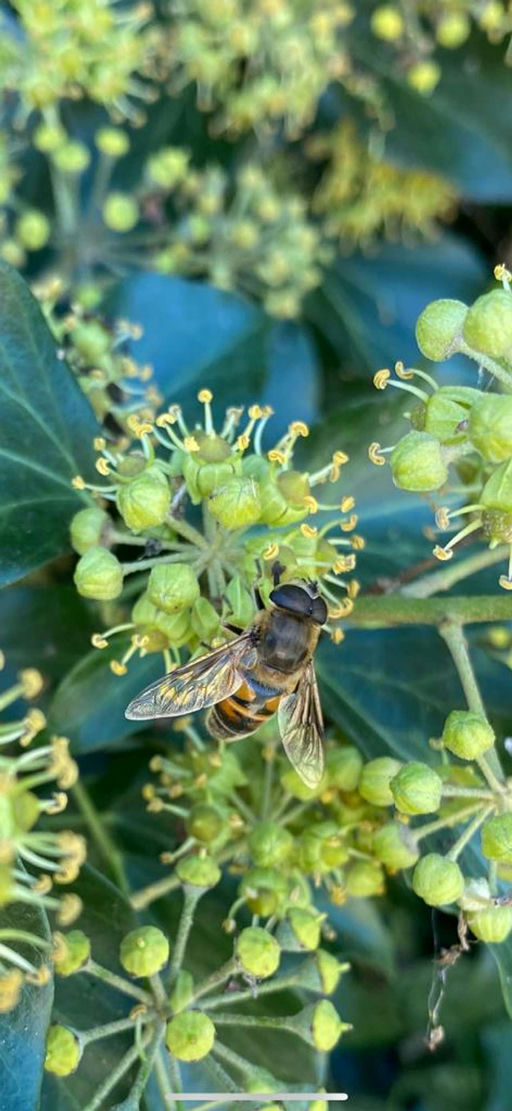Die letzten Herbstblumen Bild 2