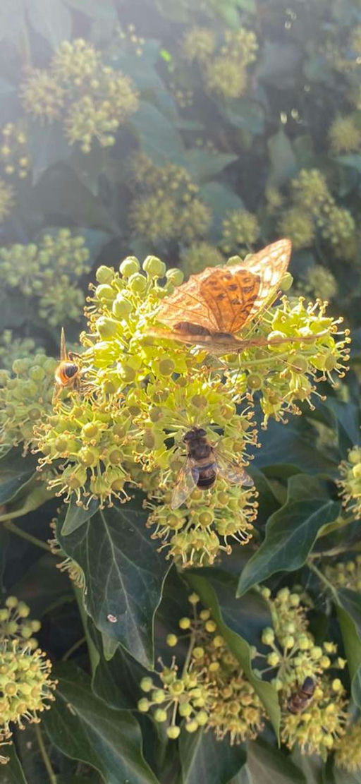 Die letzten Herbstblumen