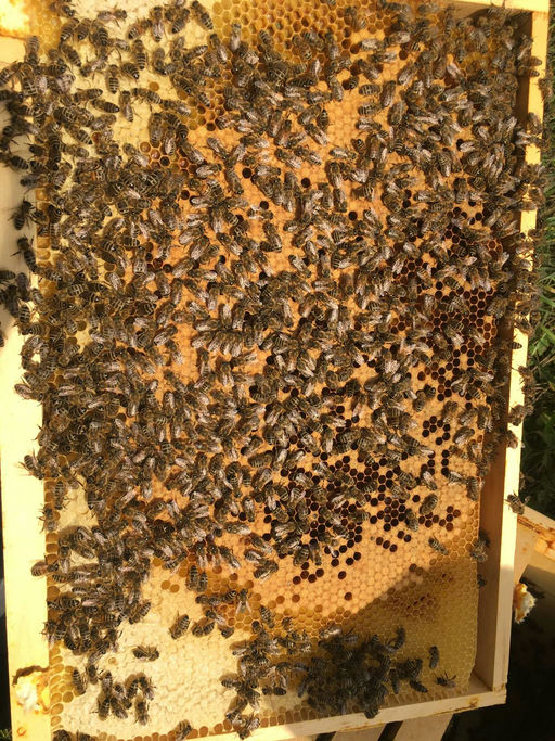 Volksstärke und Milben