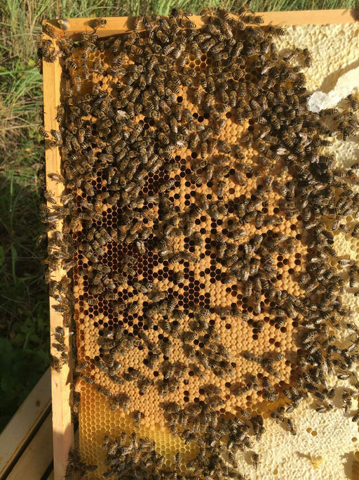 Volksstärke und Milben