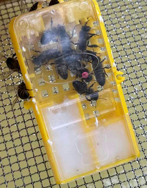 Hurra die Bienen sind da! Bild 2