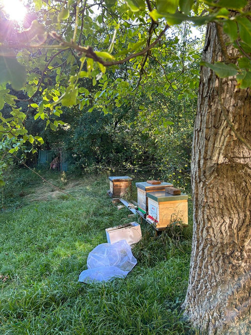 Die Ankuft der Bienen