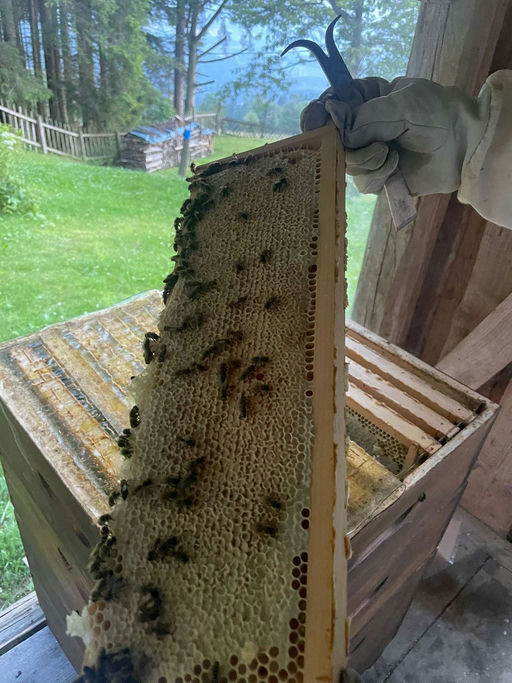 Ich hoffe der Letzte Schwarm und Vorfreude auf den neuen Honig