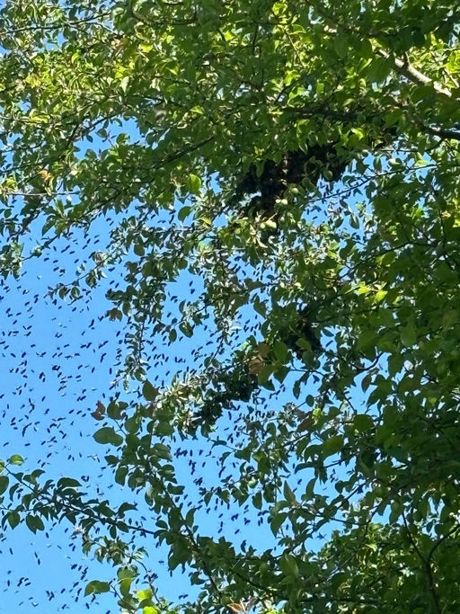 Mai ist Schwarmzeit :-) Bild 2