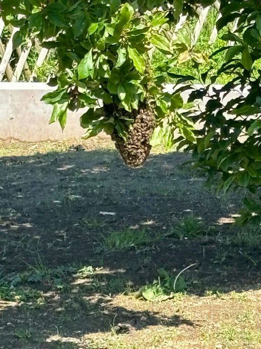 Mai ist Schwarmzeit :-) Bild 3