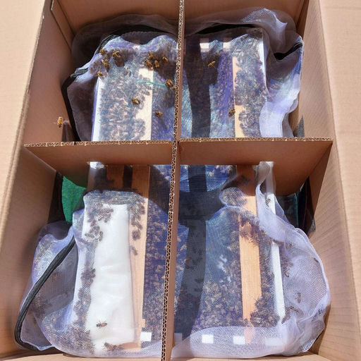 Einzug der Bienen Bild 1