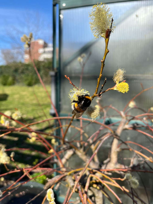 Weidekätzchen Bild 1