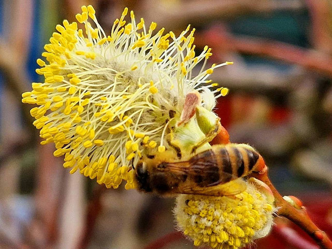 Weidekätzchen Bild 2