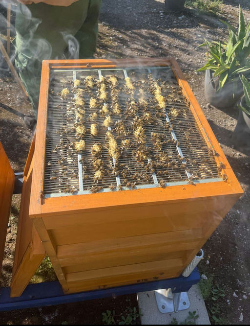 Unsere QVC-Firmenbienen - nach der Honigernte wird gefüttert! Bild 1