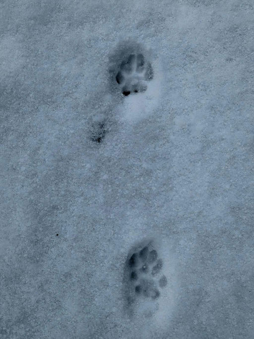 Tiere im Schnee Bild 1