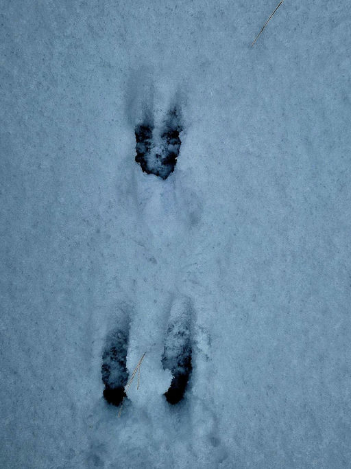 Tiere im Schnee Bild 2