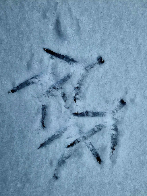 Tiere im Schnee Bild 3