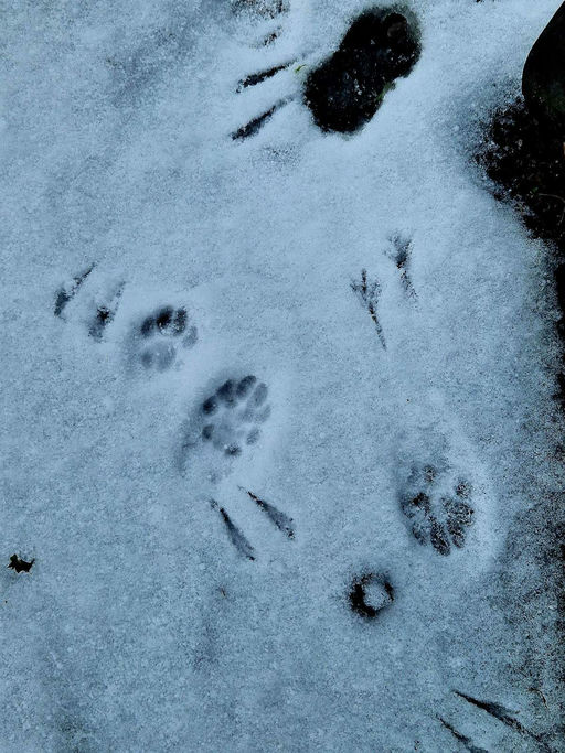 Tiere im Schnee Bild 4