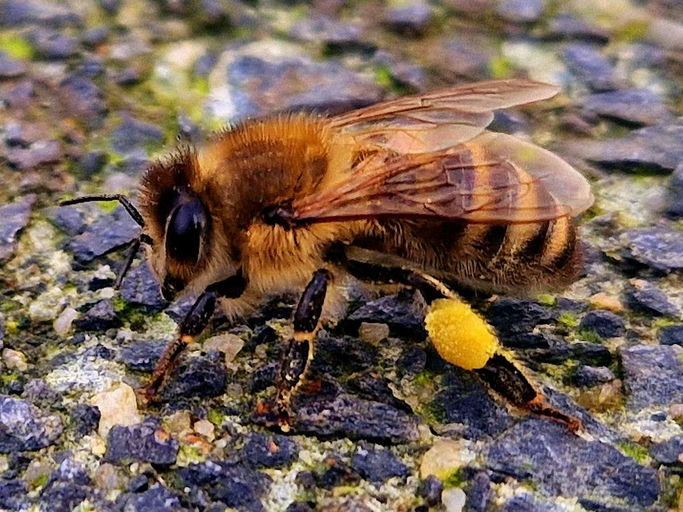Die Bienen fliegen wieder