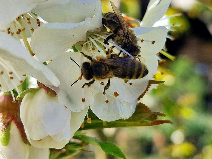 Die Kirsche blĂŒht đ