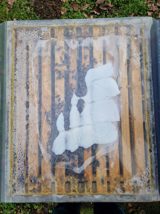 Der Vorfrühling beginnt Bild 3