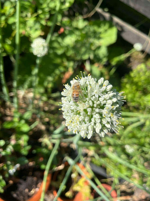 Zwiebelglück im Kübel, ein kleines Insektenparadies Bild 3