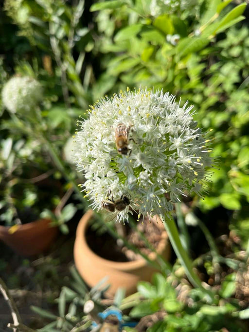 Zwiebelglück im Kübel, ein kleines Insektenparadies Bild 4