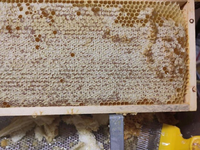Letzte Honigernte 2024 & Besuch von fremden Bienen? Bild 3