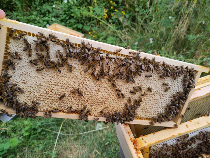 Letzte Honigernte 2024 & Besuch von fremden Bienen? Bild 4