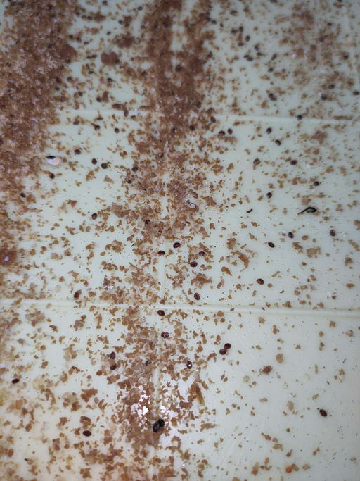 Die Varroamilben sind gefallen Bild 2