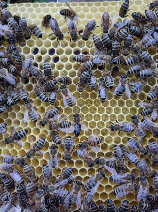 Alle Ableger wohlauf!