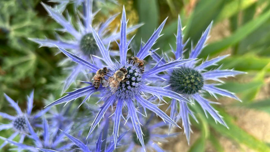 Im Juli wird abgeschleudert Bild 2