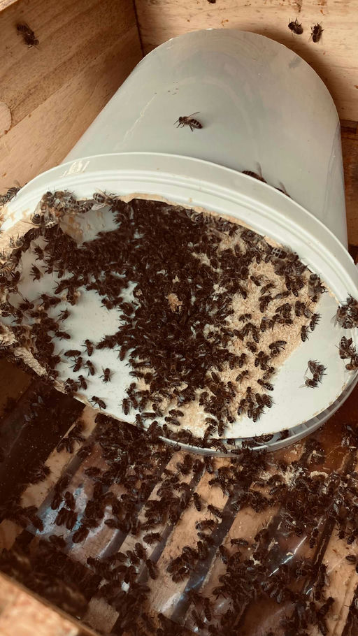 Letzte Behandlung und Bienen für den Winter vorbereiten Bild 2