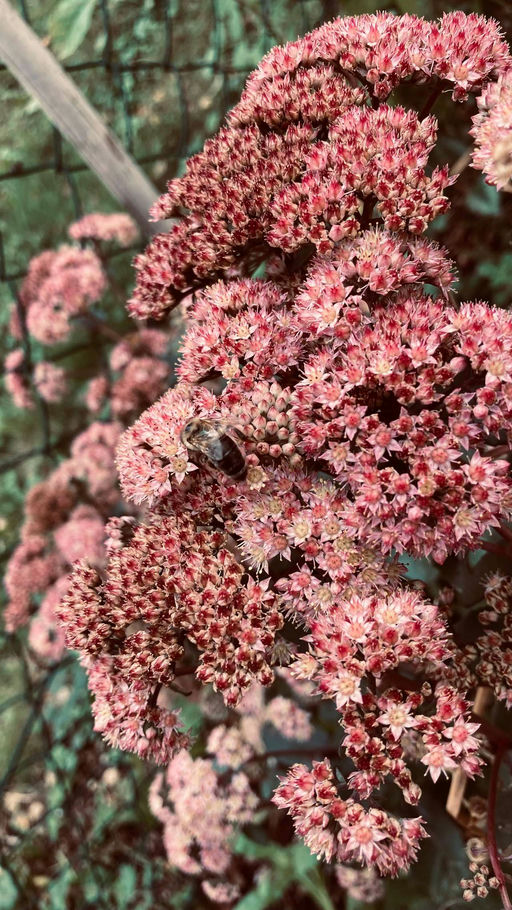 Letzte Behandlung und Bienen für den Winter vorbereiten Bild 3