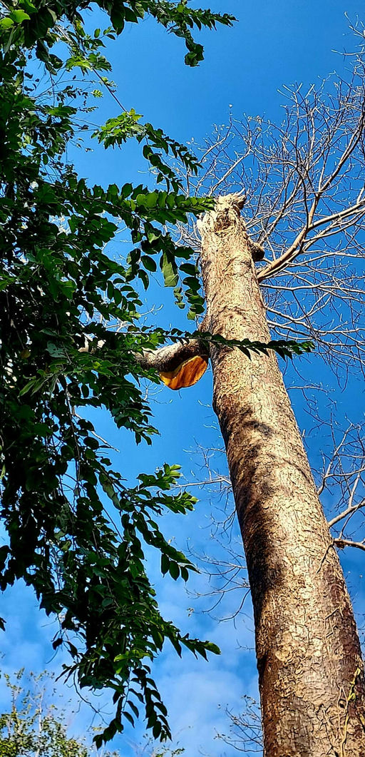 Was gibt´s im Januar am Bienenstand zu tun ? Bild 1