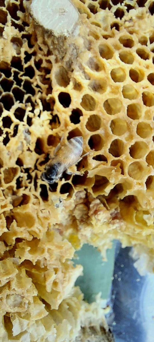 Was gibt´s im Januar am Bienenstand zu tun ? Bild 2