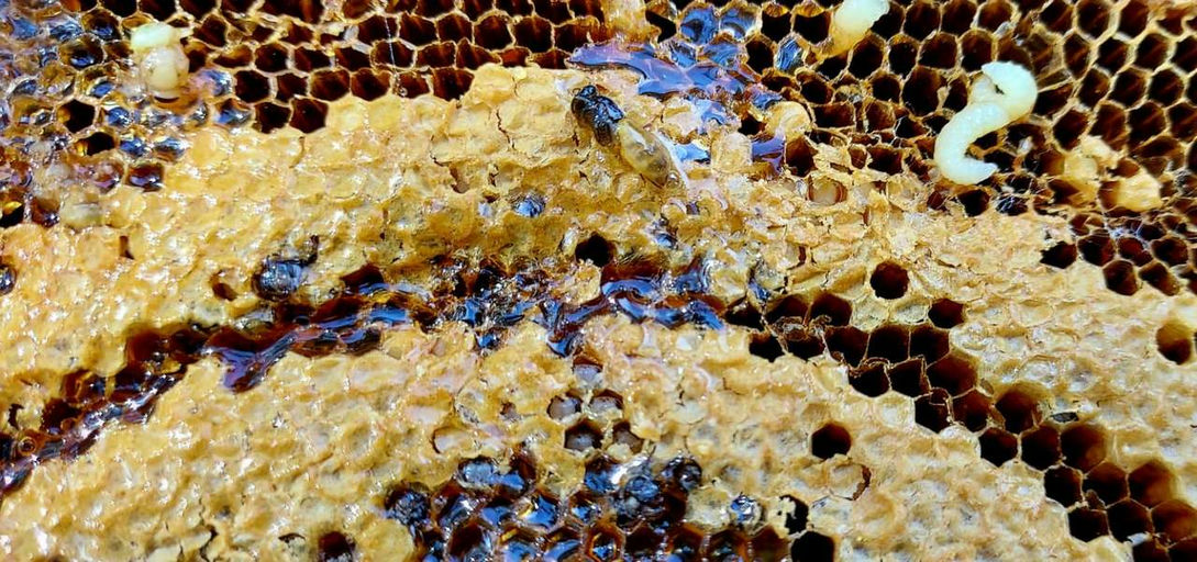 Was gibt´s im Januar am Bienenstand zu tun ? Bild 3