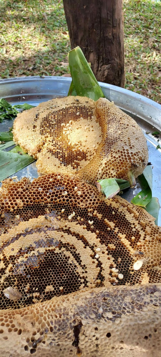 Was gibt´s im Januar am Bienenstand zu tun ? Bild 4