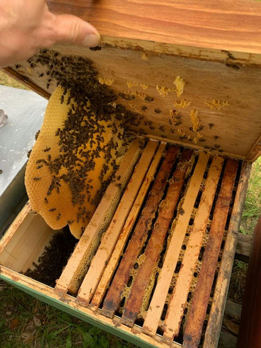Jetzt gehts los - schnell die Honigräume aufsetzen Bild 1