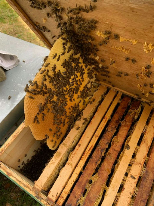 Jetzt gehts los - schnell die Honigräume aufsetzen Bild 2
