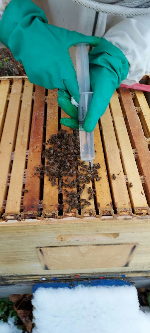 Winter am Bienenstand Bild 1