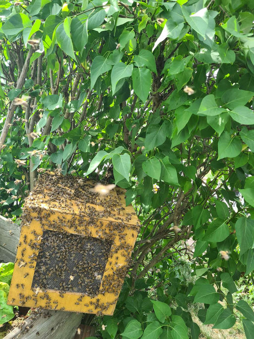 Imkern im Juni Bild 3