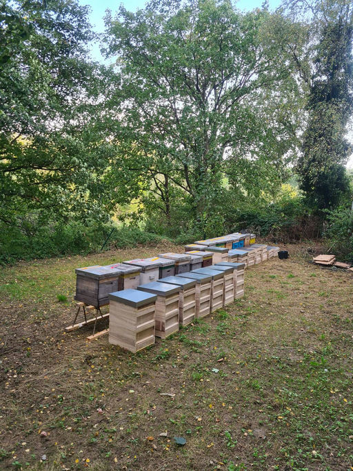 Bienenstand Kritzendorf