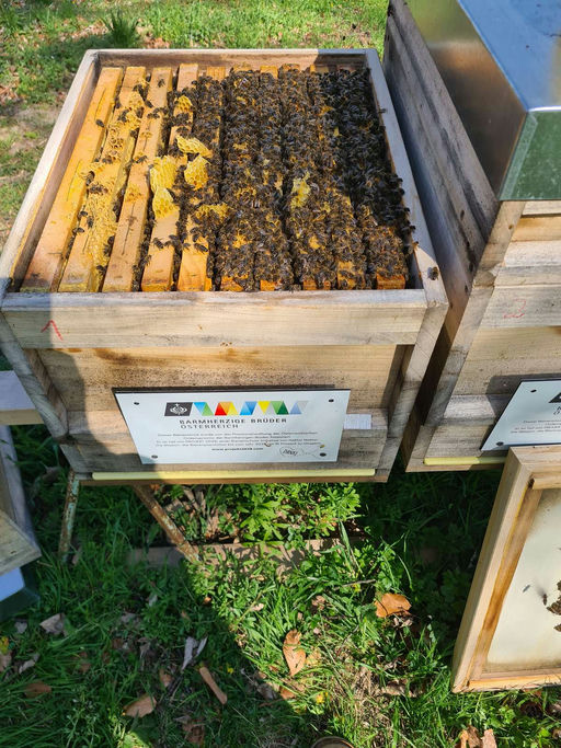 Imkern im September ,es beginnt die Drohnenschlacht !