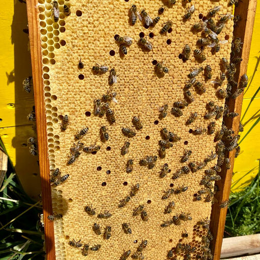 Bienen im April-die Durchlenzung