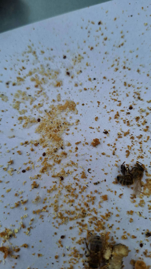 Die Wobau OH sorgt sich auch um die kleinsten ihrer Mieter Bild 1