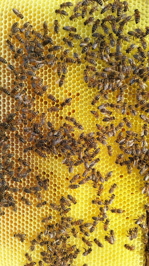 Mai – Bienenvölker in starkem Aufbau