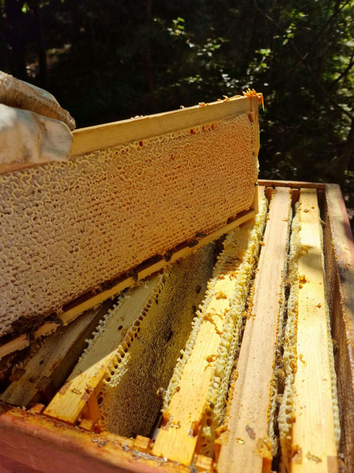 Die Honig Ernte
