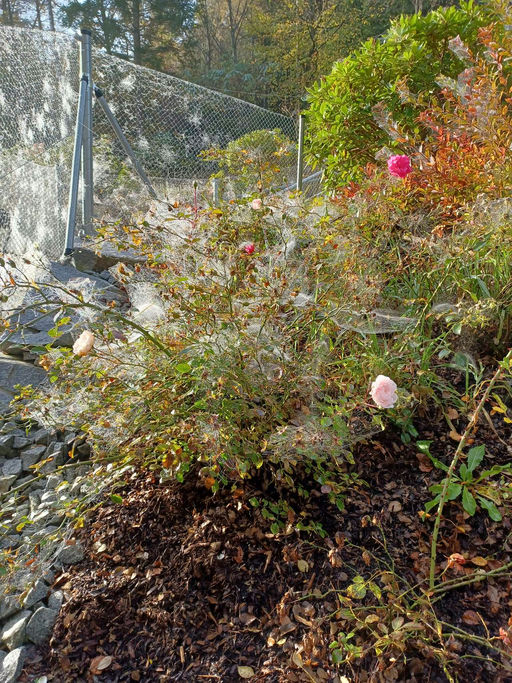 Wow die Bienen tragen noch voll ein