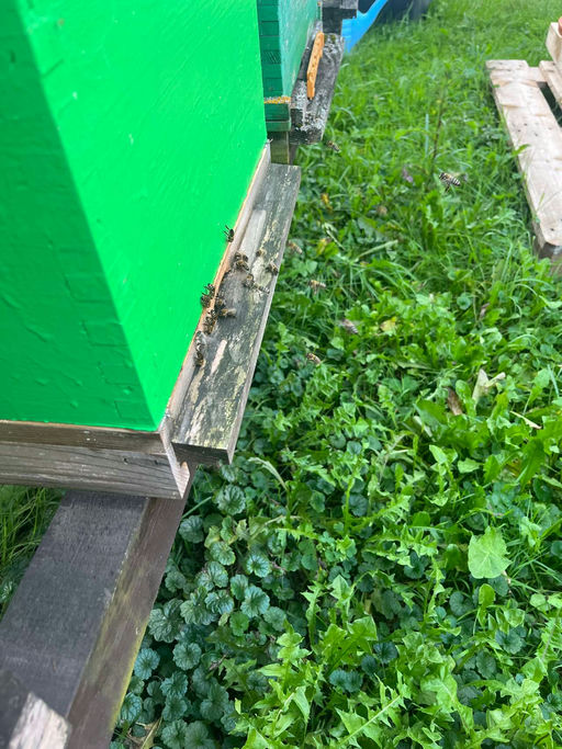 August, nun schlüpfen die ersten Winterbienen