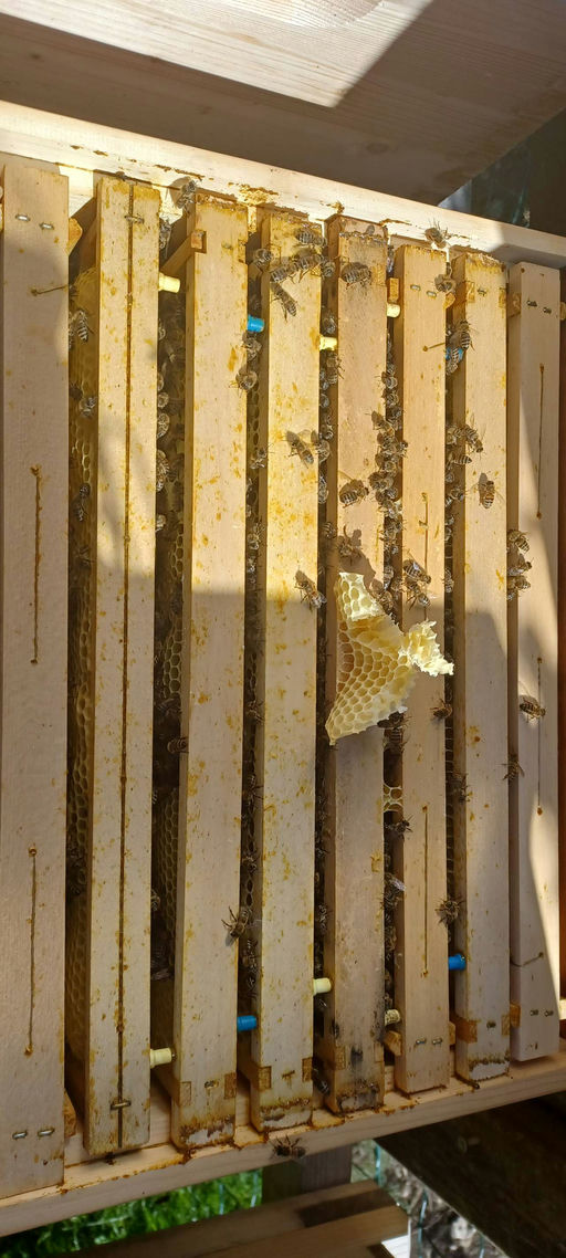 Durchsicht und Kontrolle nach Varroabehandlung