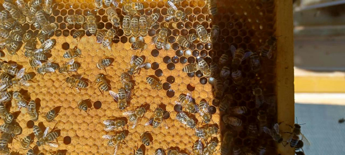 Durchsicht und Kontrolle nach Varroabehandlung Bild 2