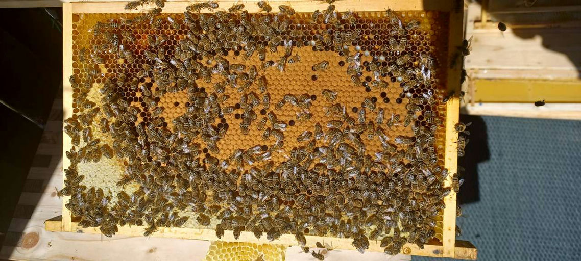 Durchsicht und Kontrolle nach Varroabehandlung Bild 3
